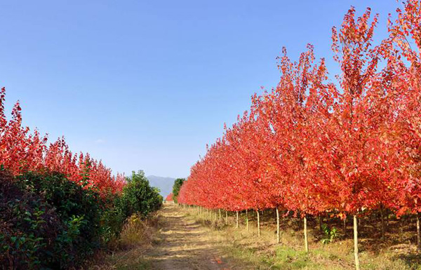 美國紅楓
