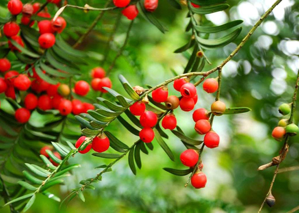 紅豆杉 紅豆杉