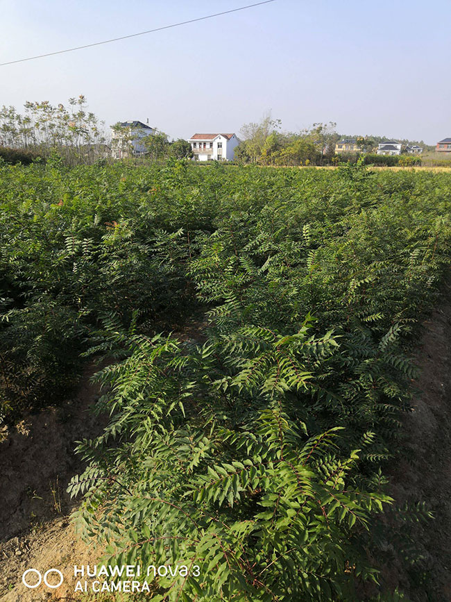 黃連木小苗多少錢一棵?最新黃連木小苗批發價格 黃連木小苗多少錢一棵?最新黃連木小苗批發價格