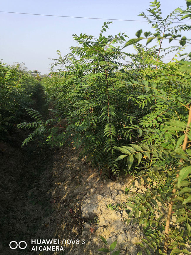 黃連木小苗多少錢一棵?最新黃連木小苗批發價格 黃連木小苗多少錢一棵?最新黃連木小苗批發價格