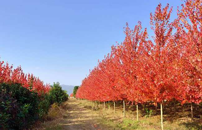 美國紅楓前景怎么樣?2020年種植美國紅楓秋火焰前景如何?