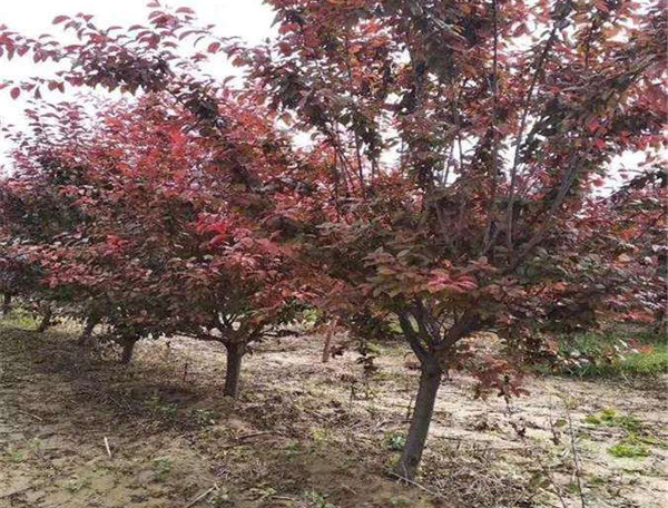 叢生紅葉李