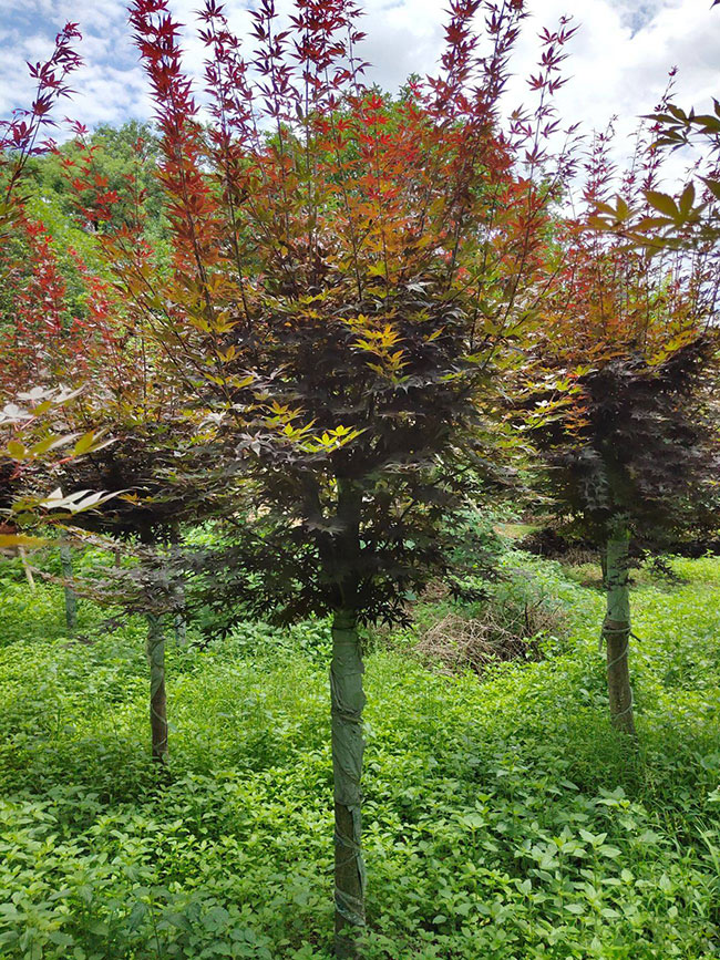 紅楓 紅楓