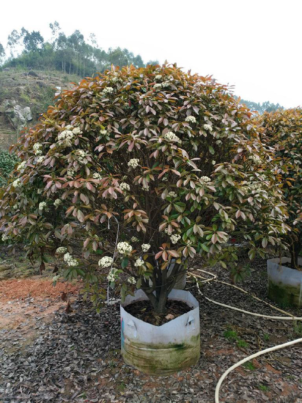 紅葉石楠球 紅葉石楠球