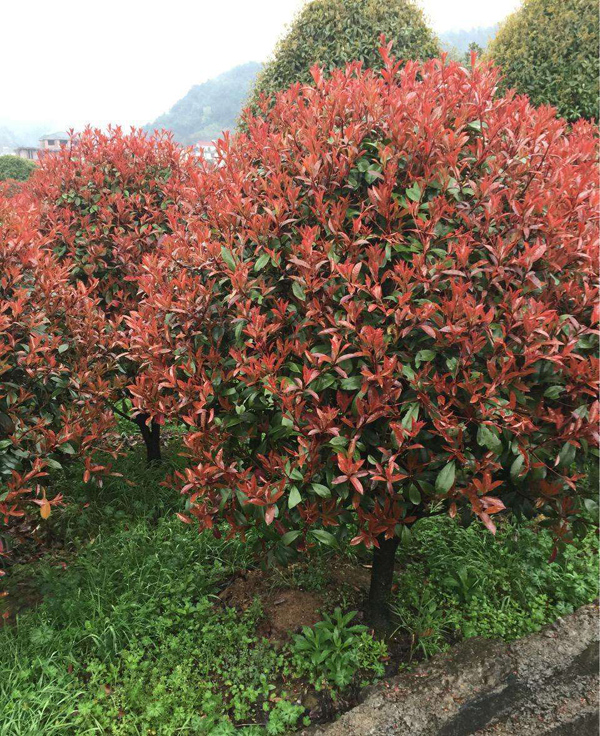 紅葉石楠球 紅葉石楠球