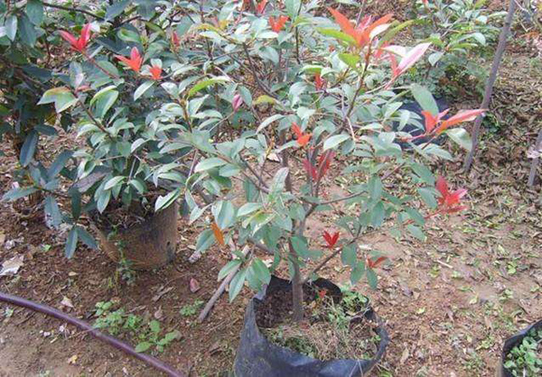 紅葉石楠球 紅葉石楠球
