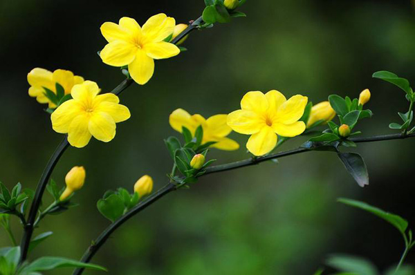 迎春花 迎春花