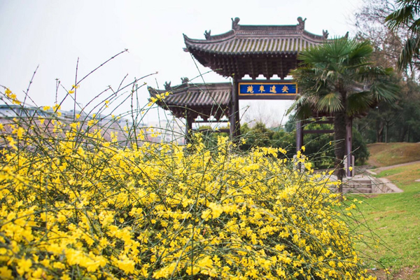 迎春花 迎春花