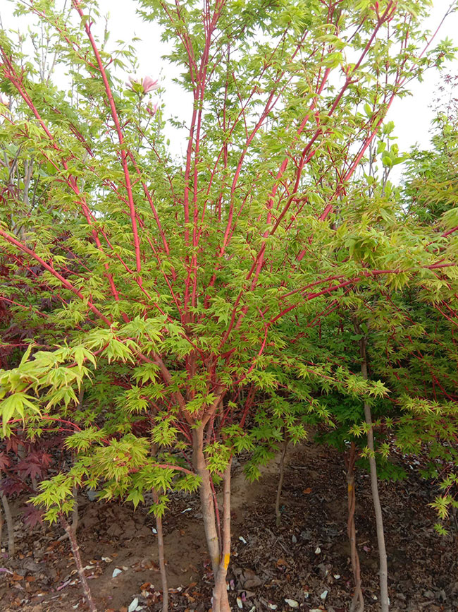 紅楓怎樣嫁接成活率高?紅楓的嫁接方法 紅楓怎樣嫁接成活率高?紅楓的嫁接方法