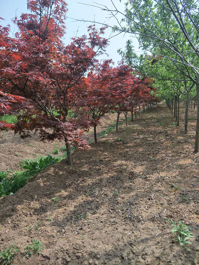 紅楓怎樣嫁接成活率高?紅楓的嫁接方法 紅楓怎樣嫁接成活率高?紅楓的嫁接方法