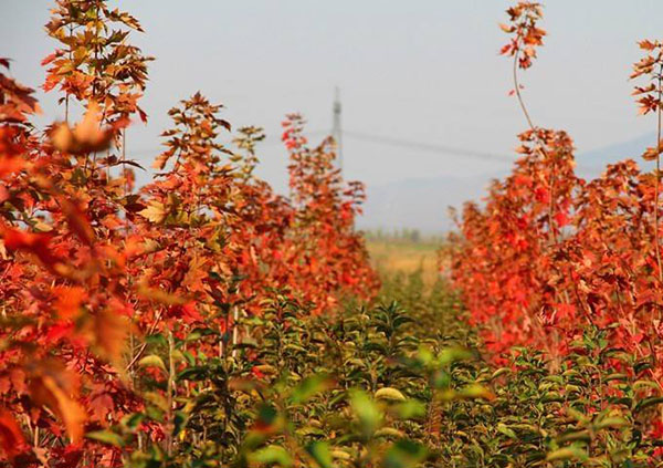 紅楓樹苗 紅楓樹苗