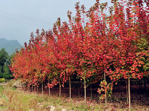 紅楓樹 紅楓樹