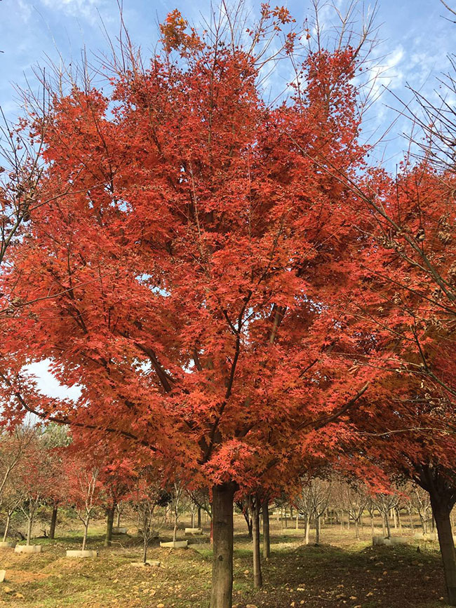 日本紅楓怎么養?日本紅楓養殖方法