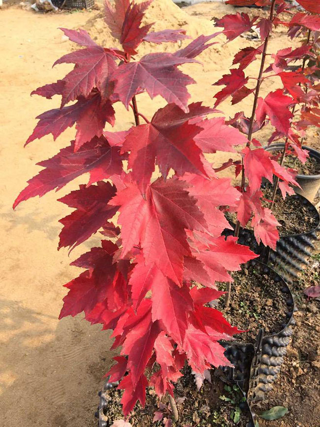 日本紅楓怎么養?日本紅楓養殖方法