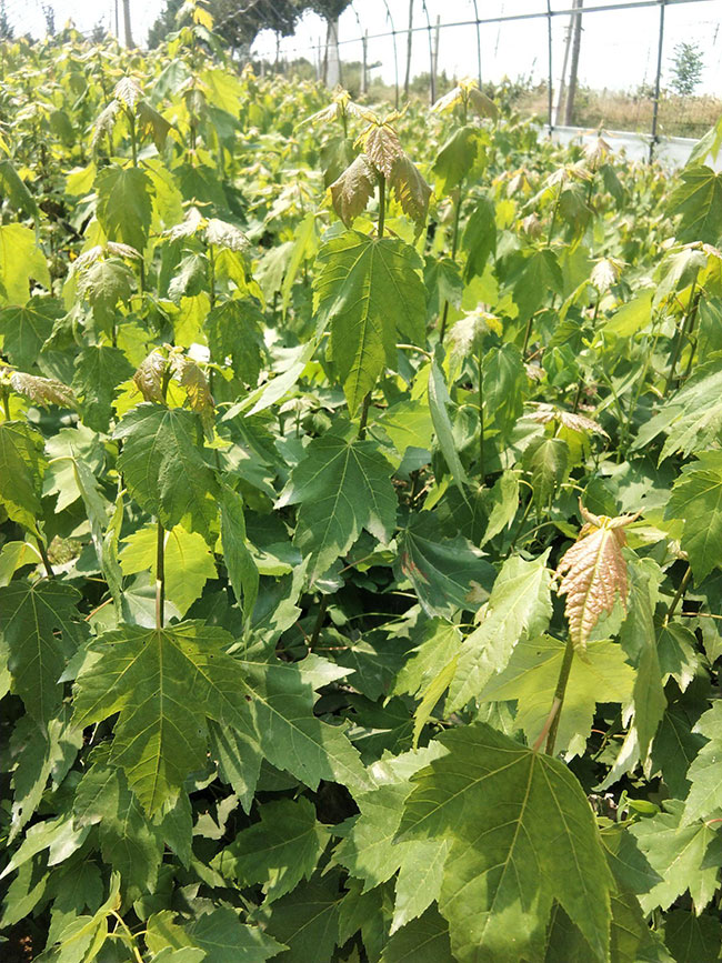 紅楓價格多少錢一棵?最新紅楓價格表