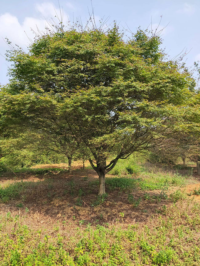1586492805283159.jpg 美國紅楓種子怎樣育苗?紅楓種子種植方法