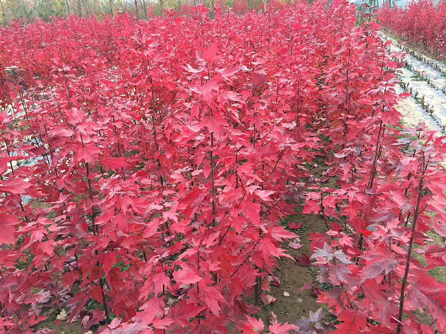 美國紅楓種子怎樣育苗?紅楓種子種植方法 美國紅楓種子怎樣育苗?紅楓種子種植方法