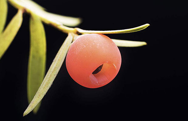 紅豆杉6.jpg