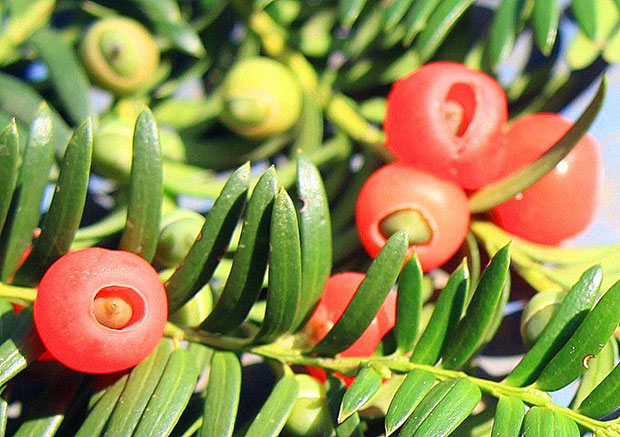 紅豆杉11.jpg