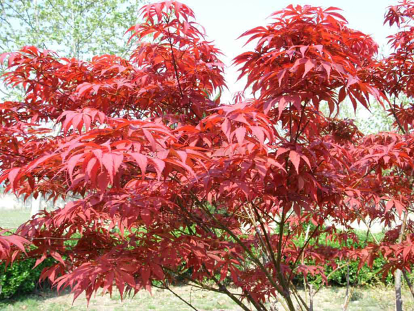 紅楓樹 紅楓樹