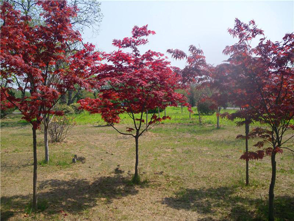 紅楓樹 紅楓樹