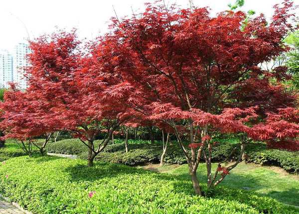 紅楓樹 紅楓樹
