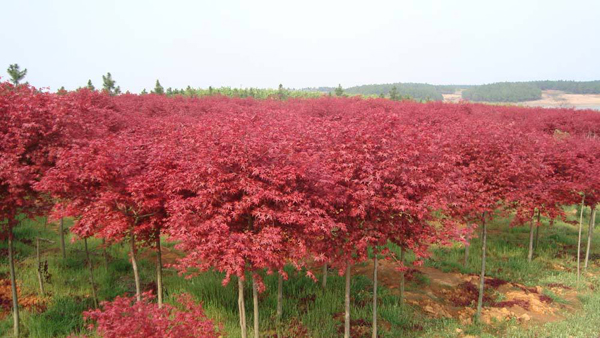 紅楓樹 紅楓樹