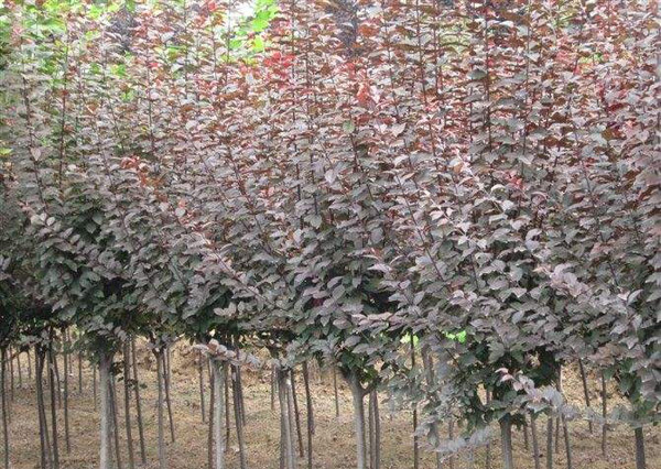 紅葉李 紅葉李
