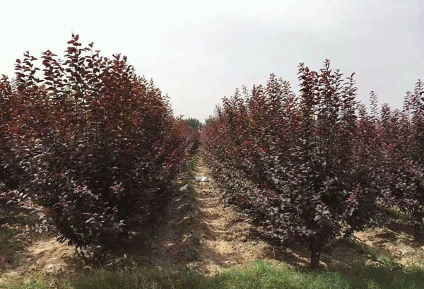 叢生紅葉李 叢生紅葉李