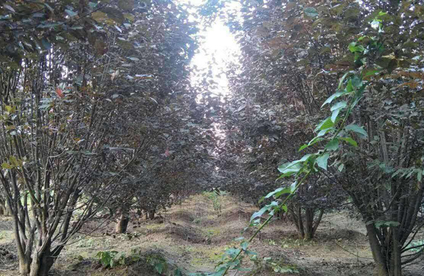 叢生紅葉李 叢生紅葉李