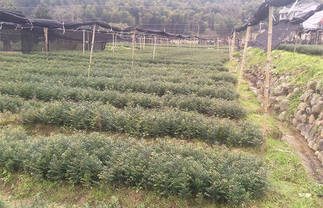 紅豆杉苗怎么種植?紅豆杉種植技術與管理方法 紅豆杉苗怎么種植?紅豆杉種植技術與管理方法