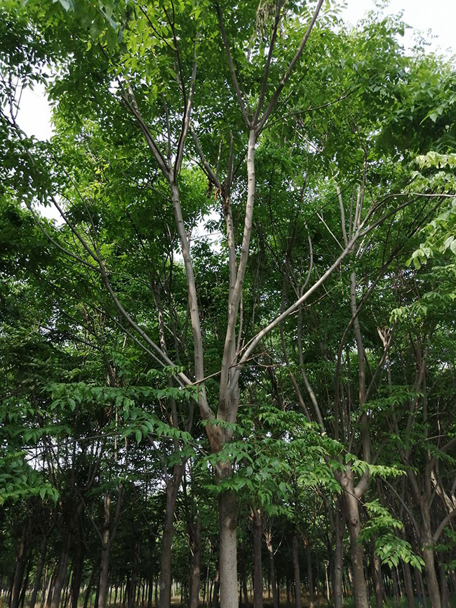 北欒樹幾月份發芽?欒樹種子幾月播種好?