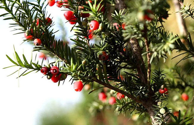 紅豆杉小苗多少錢一棵?2020紅豆杉小樹苗批發價格 紅豆杉小苗多少錢一棵?2020紅豆杉小樹苗批發價格