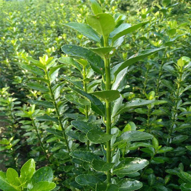 冬青樹價格多少錢一棵?冬青樹的種植方法 冬青樹價格多少錢一棵?冬青樹的種植方法
