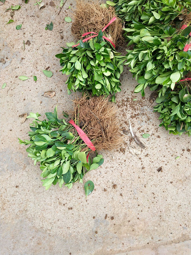 冬青樹價格多少錢一棵?冬青樹的種植方法 冬青樹價格多少錢一棵?冬青樹的種植方法