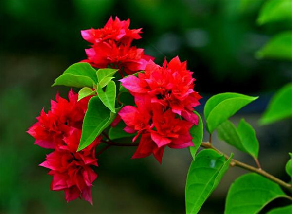三角梅重瓣紅