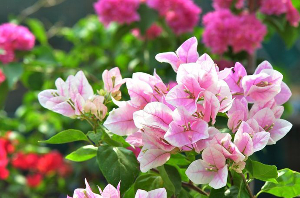 三角梅紅心櫻花