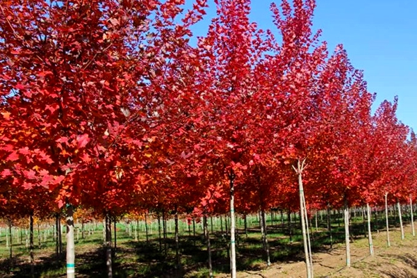 美國紅楓圖片-12181047.jpg