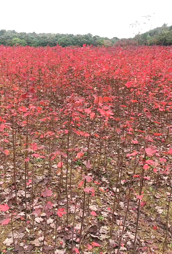 美國紅楓小苗基地實拍-12101141.jpg