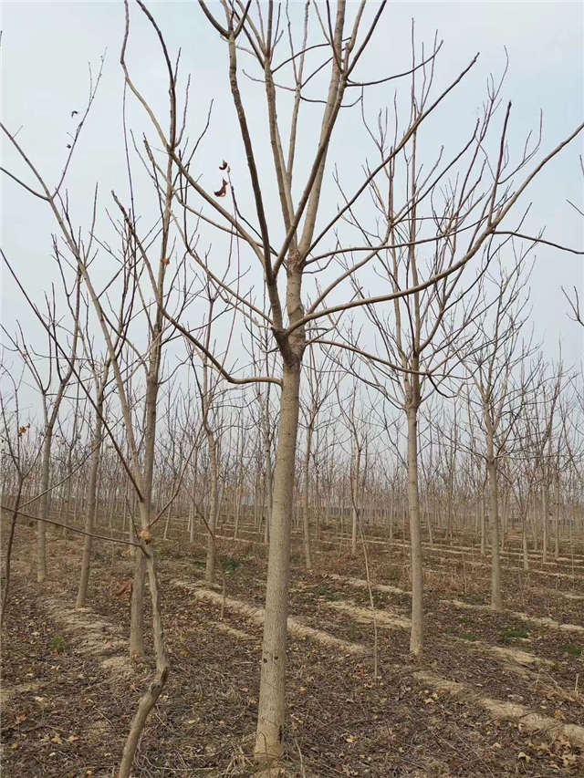 臭椿種植基地實拍 臭椿種植基地實拍