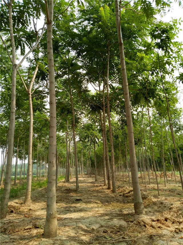 臭椿種植基地實拍 臭椿種植基地實拍
