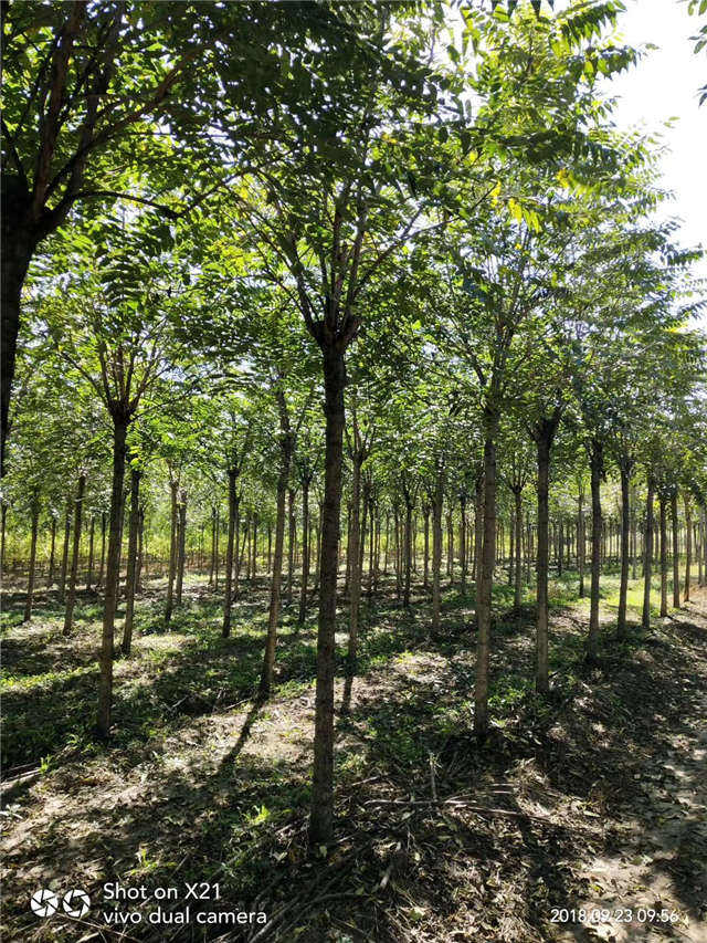 臭椿種植基地實拍 臭椿種植基地實拍