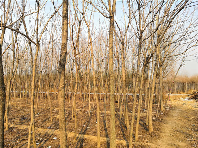 臭椿種植基地實拍 臭椿種植基地實拍