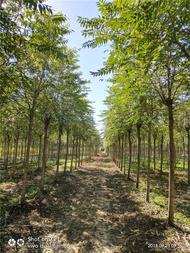 臭椿種植基地實拍 臭椿種植基地實拍