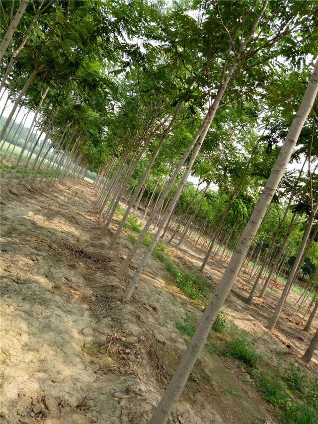 臭椿種植基地實拍 臭椿種植基地實拍
