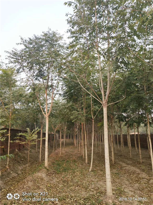 臭椿種植基地實拍 臭椿種植基地實拍