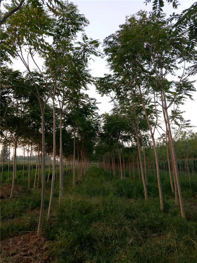 臭椿種植基地實拍 臭椿種植基地實拍