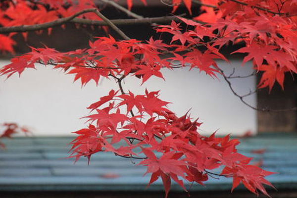 紅楓 紅楓