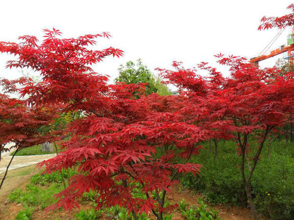 紅楓樹 紅楓樹