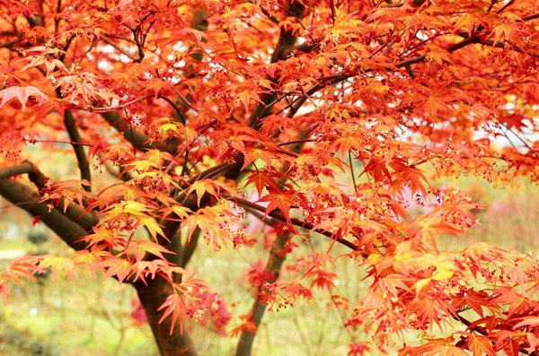 紅楓 紅楓